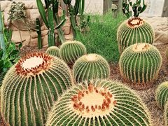 -北京植物园-展览温室