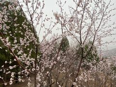 -北京凤凰岭