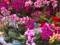 -越秀西湖花市(广州城市广场花卉店)