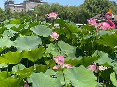 -莲花池公园