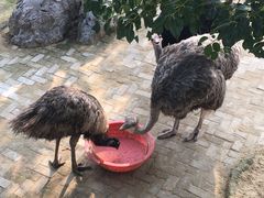 -武汉紫薇都市田园