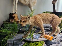-昆明动物博物馆