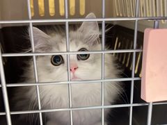 -小猫来了·猫舍(红山六九七九店)