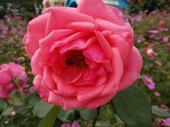 -松山湖梦幻百花洲