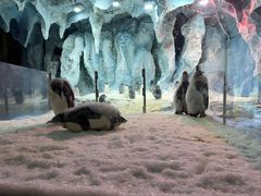 -帝企鹅自助餐厅•儿童岛•真企鹅(长隆企鹅酒店)