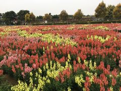 -广东花都香草世界旅游度假区