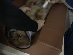 -芭比堂宠物医院·全科爱猫医院·仁德分院