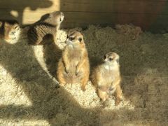 -大连森林动物园