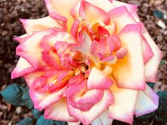 -人民公园(罗湖区)