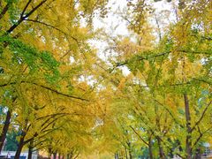-三里屯东五街银杏大道