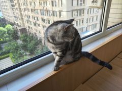-鼓捣猫呢主题猫咖店