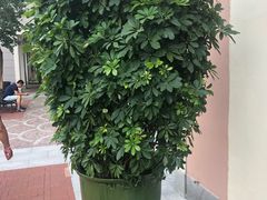 -肯德基(新佛罗伦萨店)