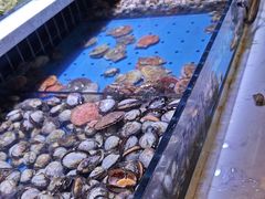 -聚盛源蒸汽海鲜火锅烤肉自助(巨川金海岸购物广场店)