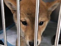 -申普宠物医院·眼科·心内科·影像科(普陀分院)