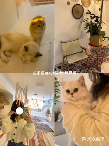 贵阳探店｜花果园moya猫咖·奶猫馆