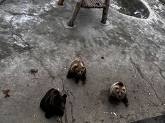 -哈尔滨北方森林动物园