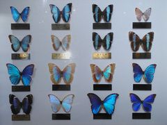 -上海昆虫博物馆