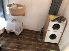 -猫大福·Fortune Cat猫舍(百子湾店)