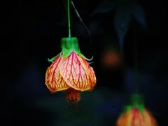 -上海植物园·停车场