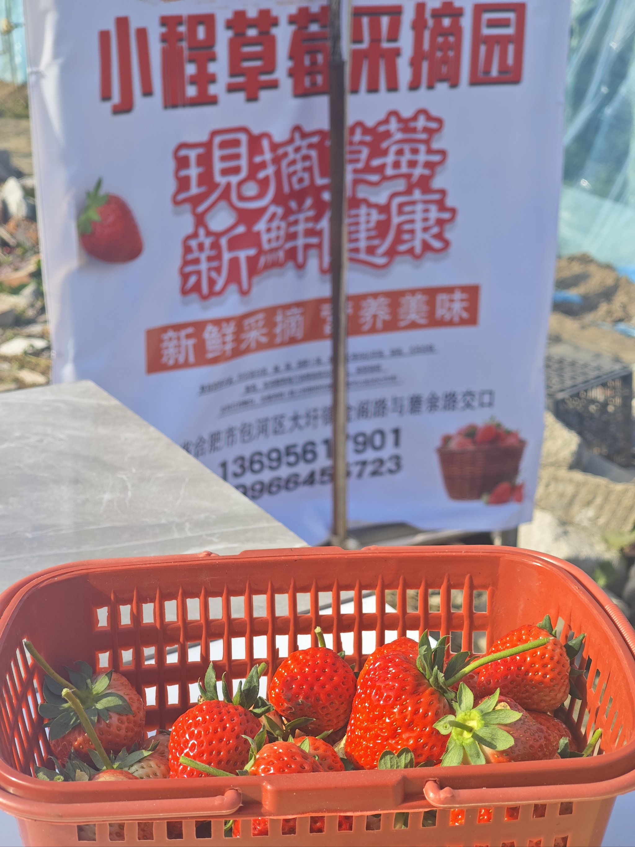 春天必须要来的草莓园