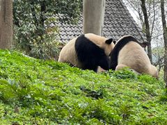 -中国大熊猫保护研究中心雅安碧峰峡基地