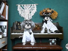 -超宠爱宠物摄影-Super pet