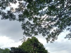 -阳台山森林公园