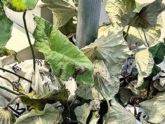 -KUNCHA鲲茶·江西制茶(铜锣湾店)