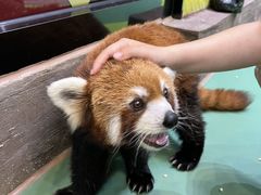 -海合安成都极地海洋公园