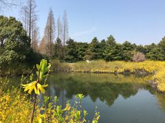 -上海滨江森林公园