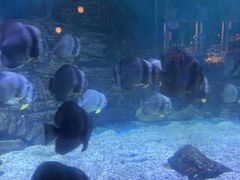 -烟台海昌鲸鲨海洋公园