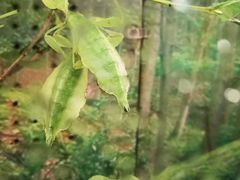 -上海大自然野生昆虫馆(东方明珠·爬宠昆虫探索中心)