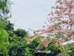-马峦山郊野公园