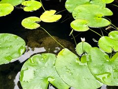 -31号公馆·百年府邸潇湘臻味