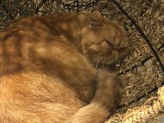 -飞行喵MR PILOT|猫舍·猫咖(静安大融城店)