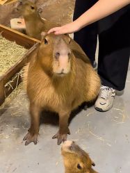 -Zoolung Zoolung动物主题公园(海信广场店)