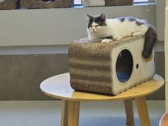 -Cappucimeow猫咪咖啡馆(韦伯时代店)