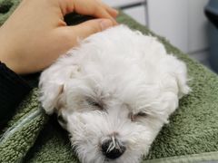 -达爱动物医院·犬猫分区·CT·复杂眼科(远洋山水分院)