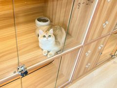 -猫十亿·布偶金渐层·曼基康矮脚猫舍(青年路店)