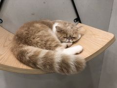 -飞行喵MR PILOT|猫舍·猫咖(静安大融城店)