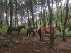 -铁山坪森林公园