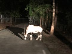 -清迈夜间动物园