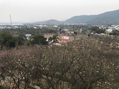 -香雪海