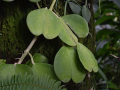 -上海辰山植物园