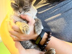 -MOCHA明星猫咖(田子坊店)