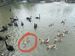 -溱湖国家湿地公园