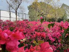 -观澜湖生态运动公社