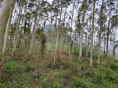 -西湖风景区-江洋畈生态公园