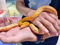 -Moni星球萌宠·小马宝莉·灵蛇·高端高阶全萌宠互动体验俱乐部(红豆国际广场店)