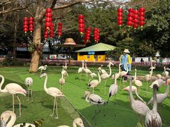 -广州长隆飞鸟乐园